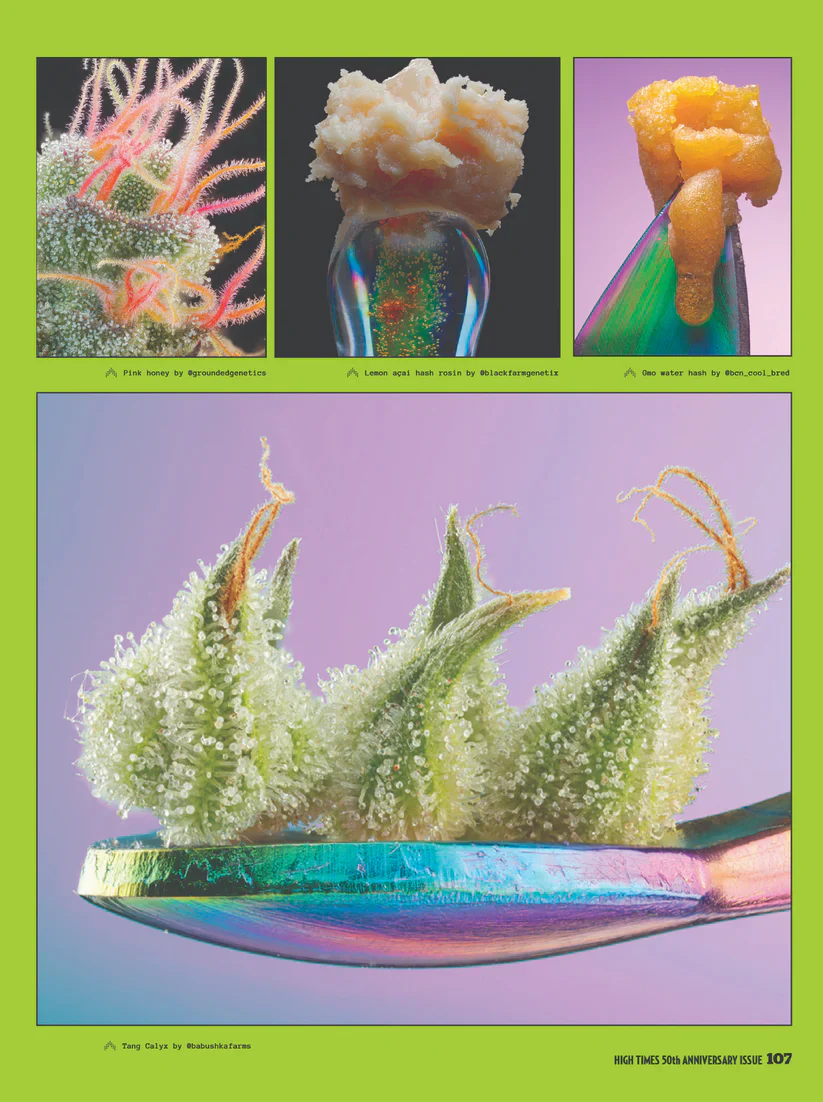 High Times Magazine - 50th Anniversary Issue - Image 4